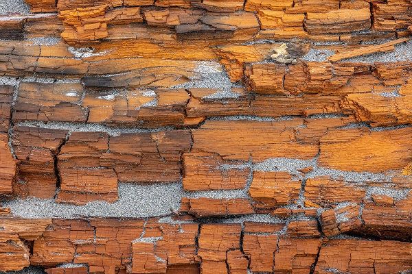 Jaynes Gallery 아티스트의 USA-Washington State-Fort Flagler State Park Crumbling driftwood close-up작품입니다.